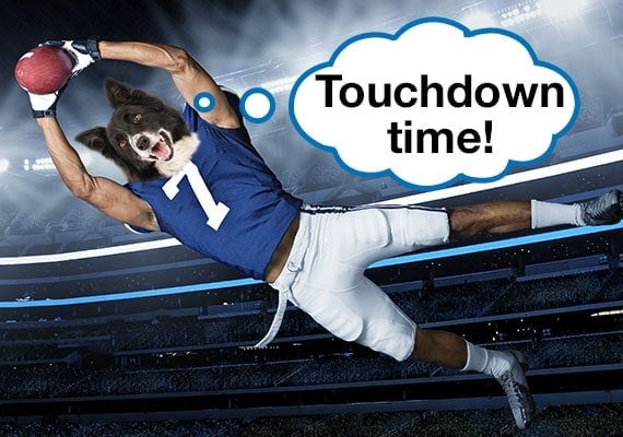 Border Collie dog head on NFL player body leaping for touchdown with football in hands