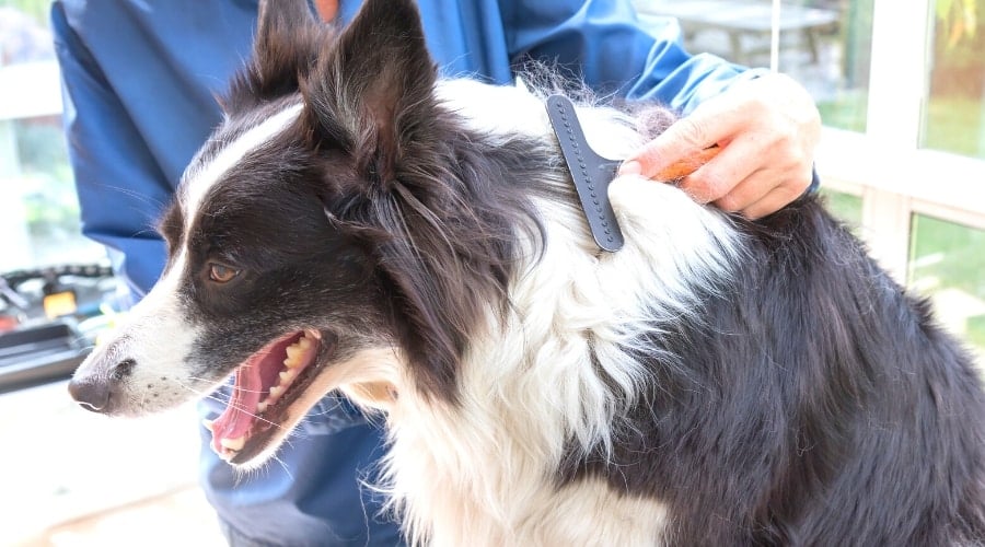 A shedding Border Collie being groomed.