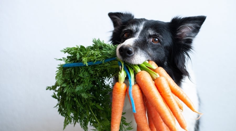 Border Collie Holding a Bunch of Orange Vegetables in Mouth