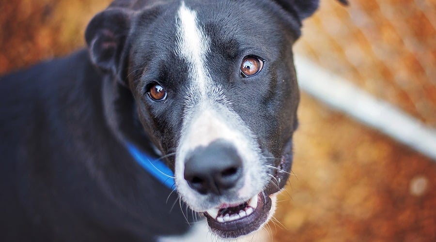Border Collie Lab Mix Coat Colors