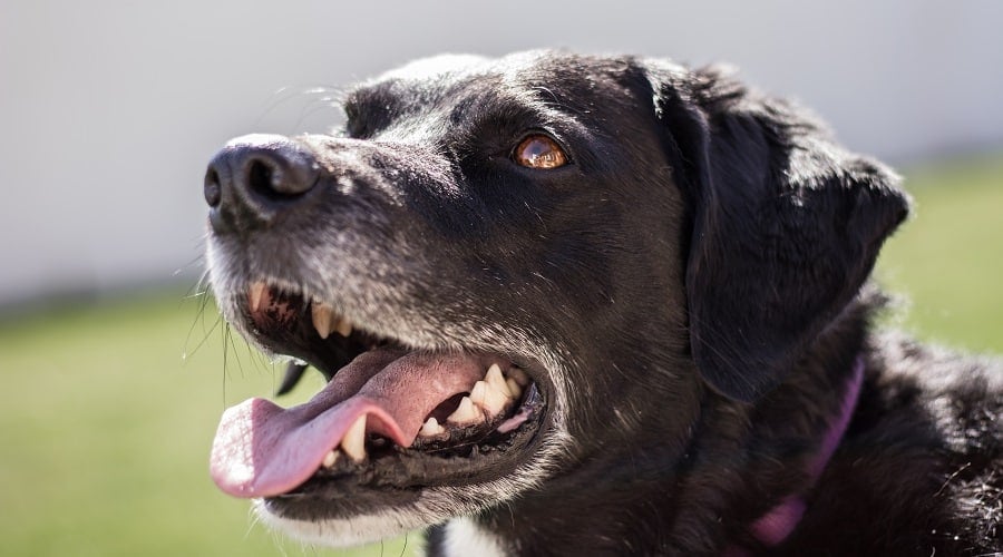 Border Collie Labrador Mixed Breed Pet