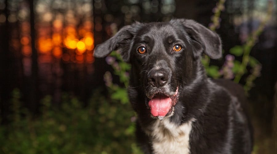 Border Collie Labrador Retriever Crossbreed in Woods