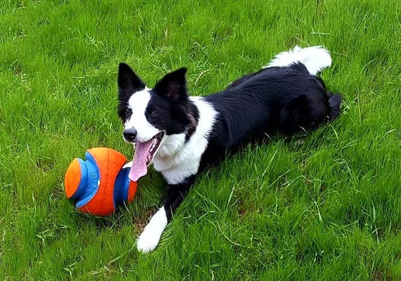 Border Collie lying in grass playing with Kick Fetch soccer ball toy