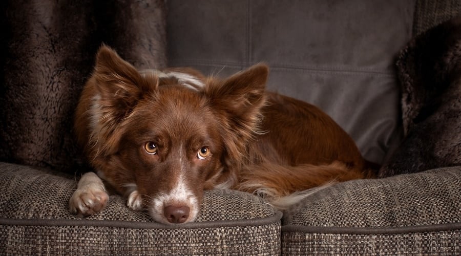 Border Collie Laying on a Couch