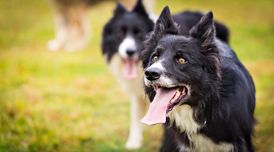 Border Collie with tongue out.
