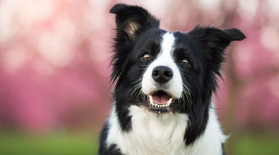 Border Collie Parent Breed