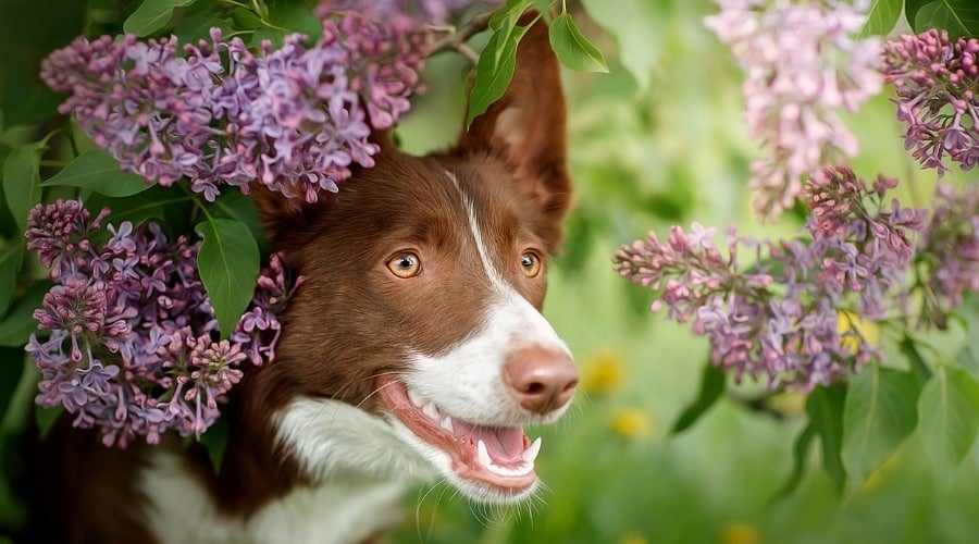 Border Collie Peeping Out From Purple Flowers