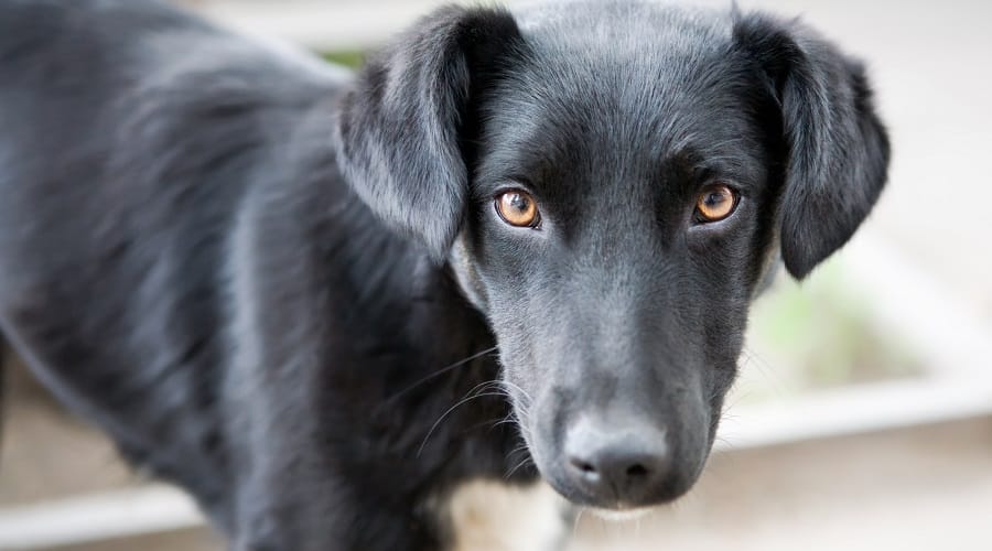 Border Collie Pitbull Mix