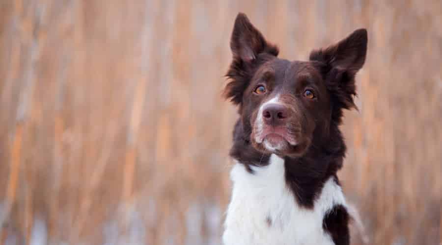 Border Collie Pointer Mix