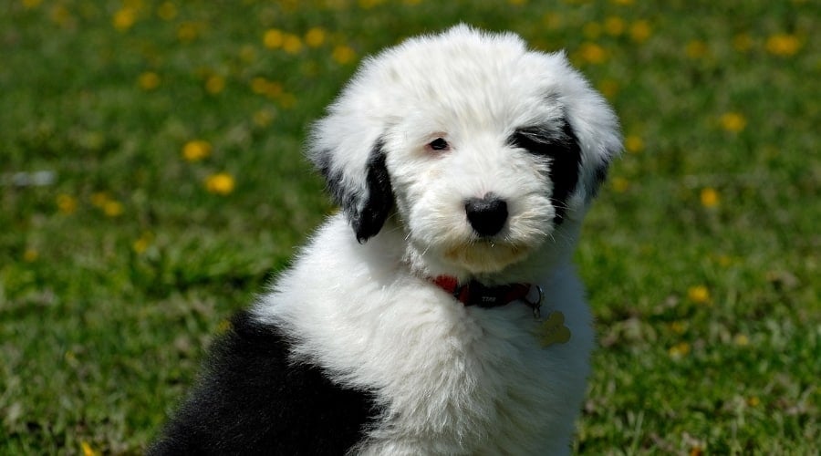 Border Collie Poodle Playing in Field