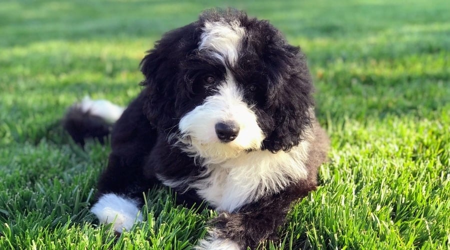 Border Collie Poodle cross needing food