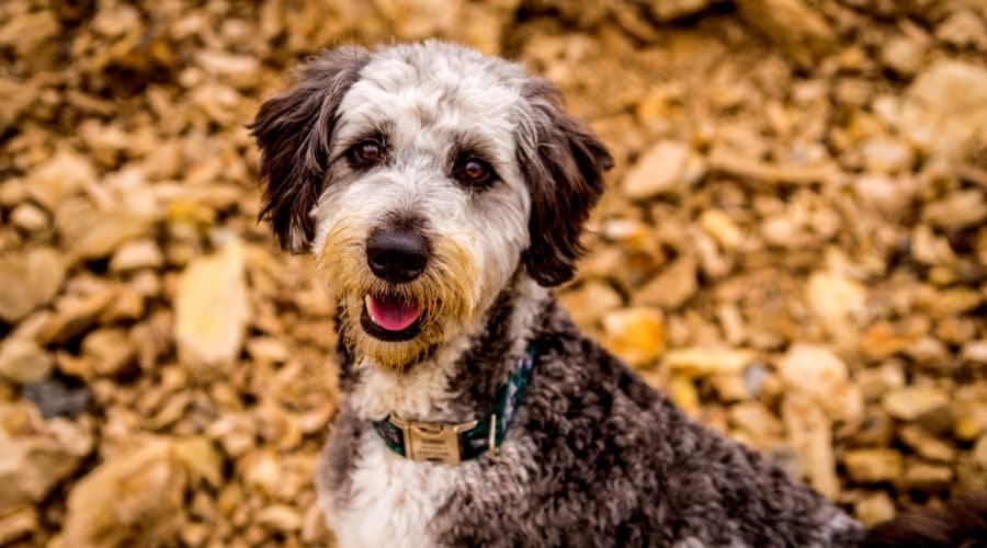 Border Collie Poodle mix outdoors in fall