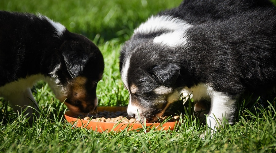 Best Dog Foods For Border Collies Puppies, Adults & Seniors Canine Journal