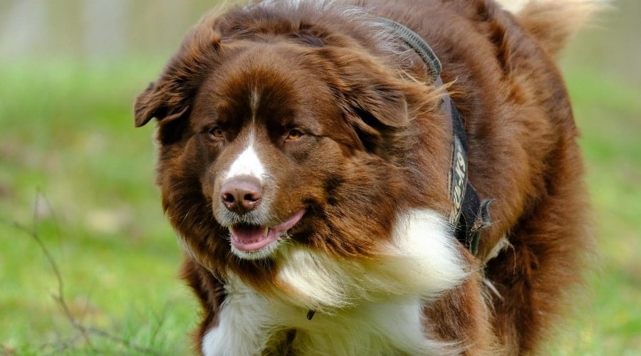 Border Collie and Great Pyrenees mix.