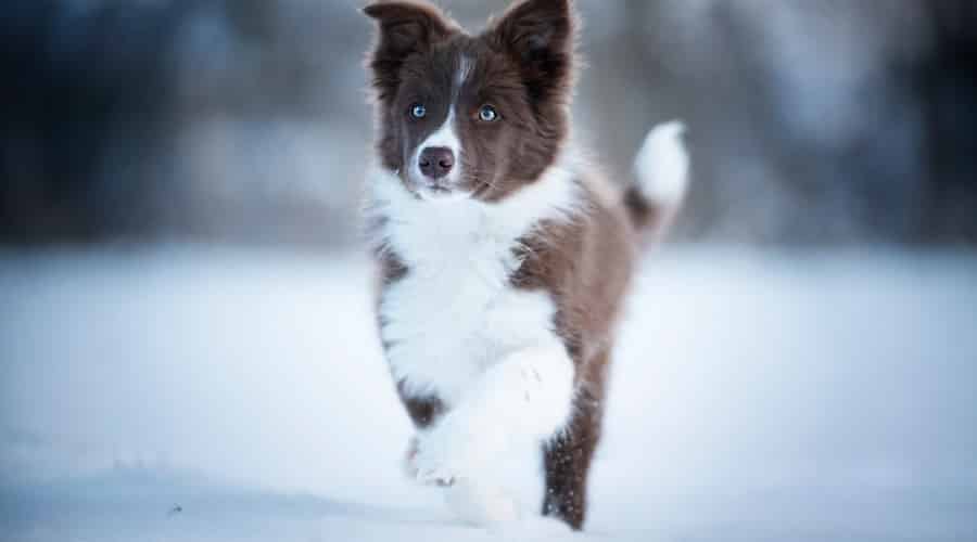Border Collie running in the snow.