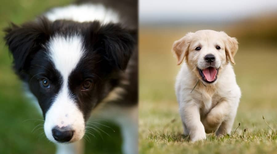 Border Collie and Golden Retriever Puppies Outdoors