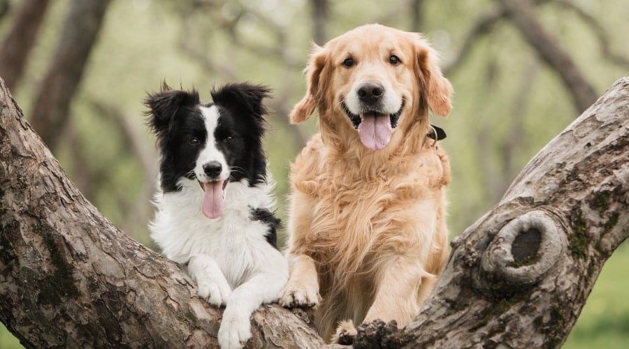 Border Collie Vs Golden Retriever: Which Breed is Best for You?