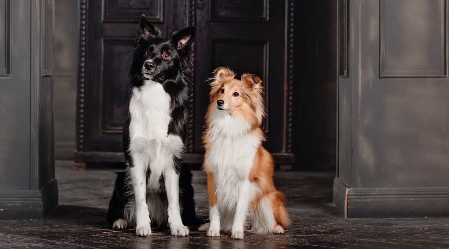 Border Collie and Shetland Sheepdog Together Near Door
