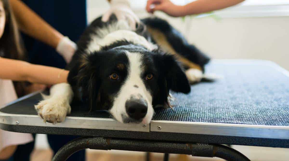 Border Collie at the vet on exam table.