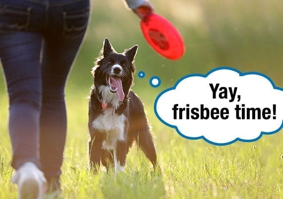Border Collie excitedly waiting for his owner to throw the Frisbee disc