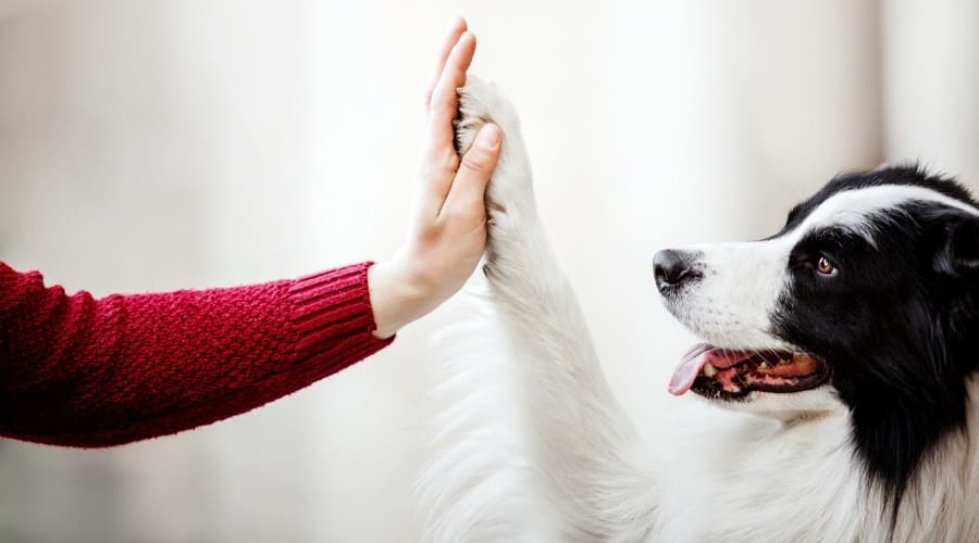 Border Collie giving owner high five