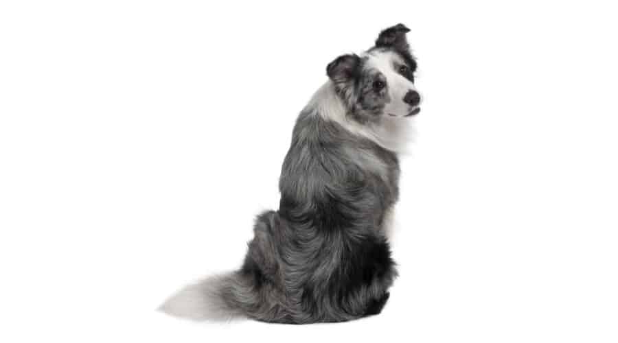 Border Collie grey and white sitting in front of white background