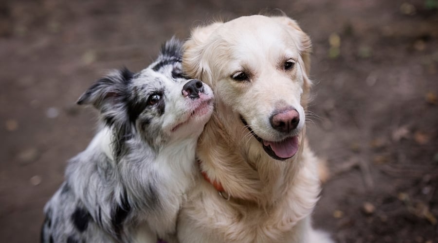 Border Collie hugging Golden Retriever