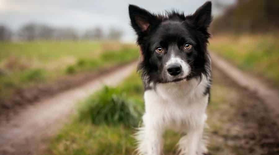 Three Herding Dogs