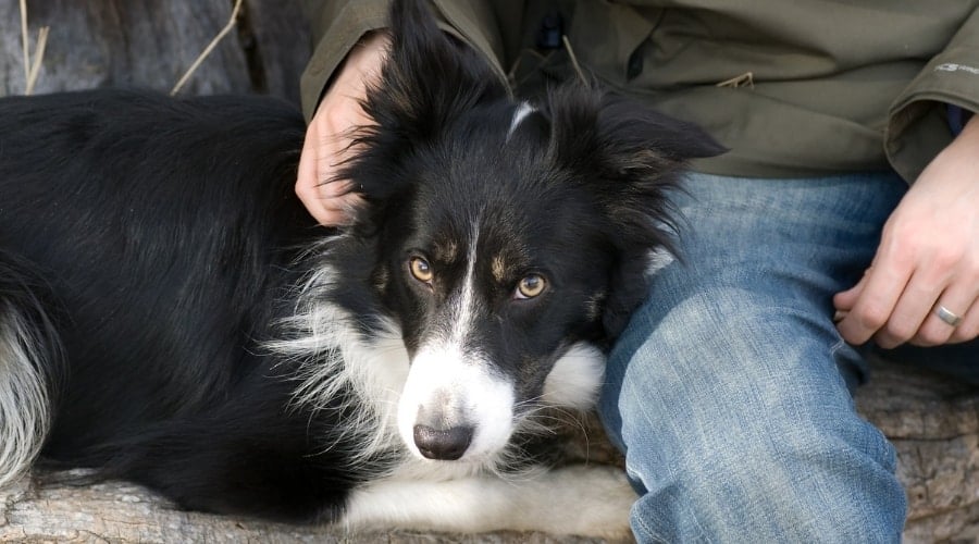 Border Collie sitting next to owner.