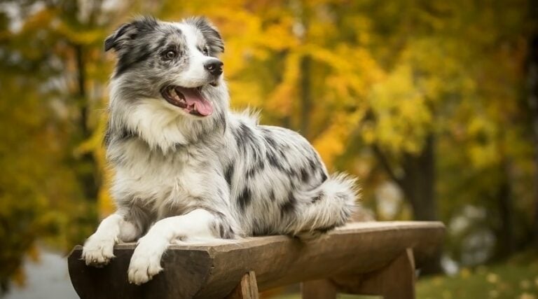 Merle Dogs: Genetic Beauty With A Hidden Dark Side - Canine Journal