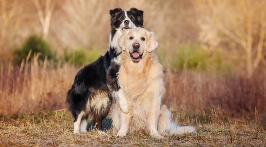 Border Collie on Top of Golden Retriever