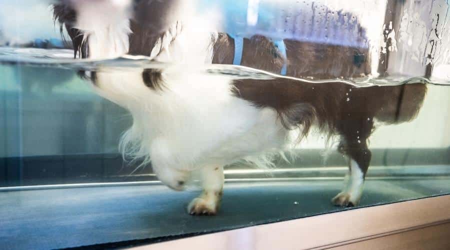 Border Collie on a hydrotherapy treadmill