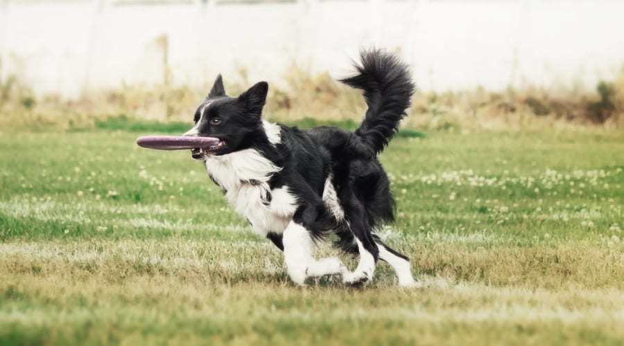 Dog playing catch in yard
