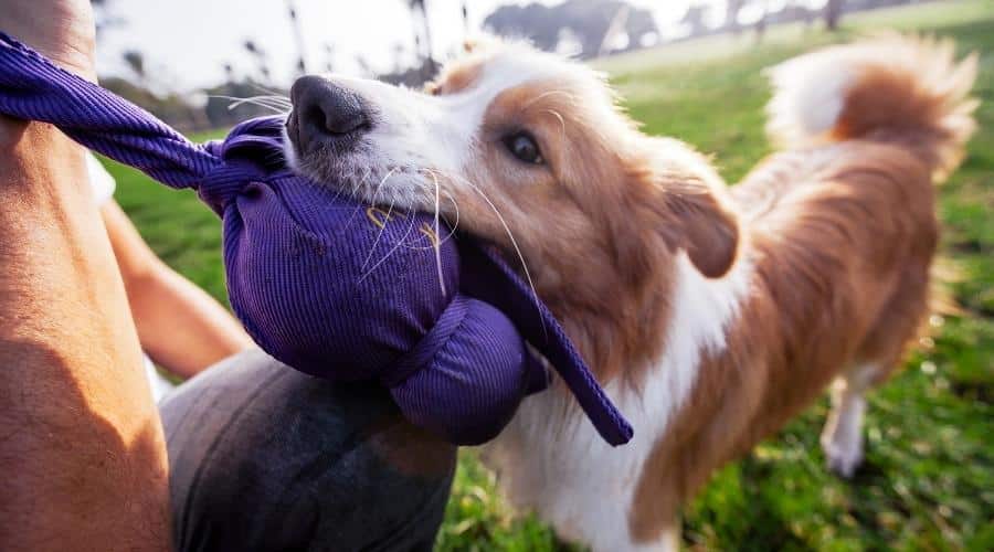 Border Collie pulling on purple toy