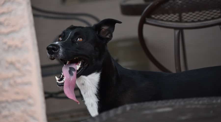 Border Collie relaxing