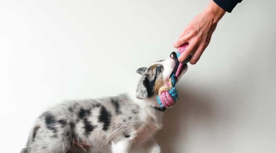 Border Collie tugging on rope toy