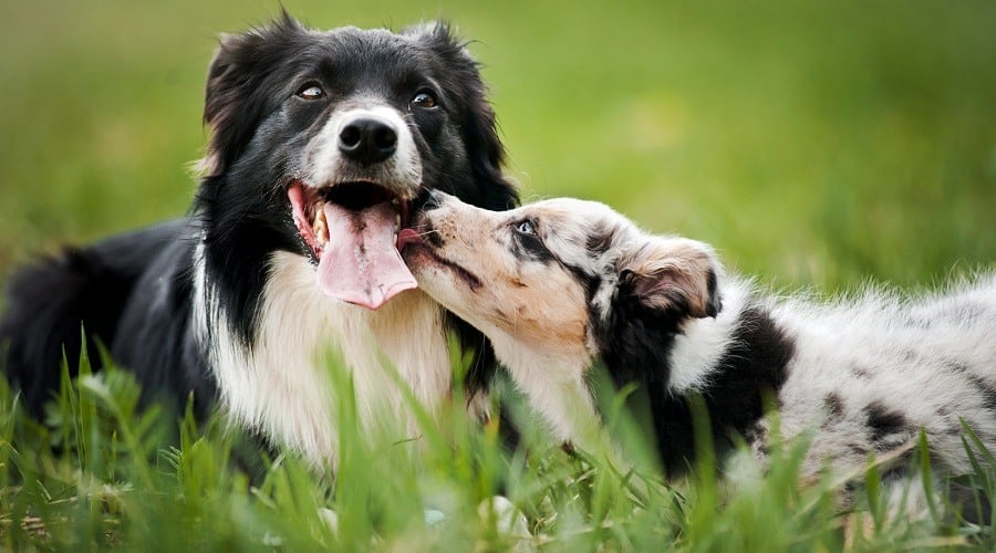 Dog Standing in Front of Herd of Sheep