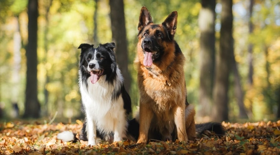 Are Border Collies Smarter Than German Shepherds? The Ultimate Comparison