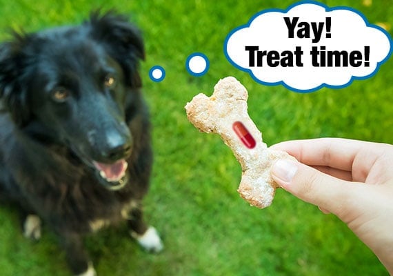 Border Collie waiting for dog treat which has medicine hidden inside it.