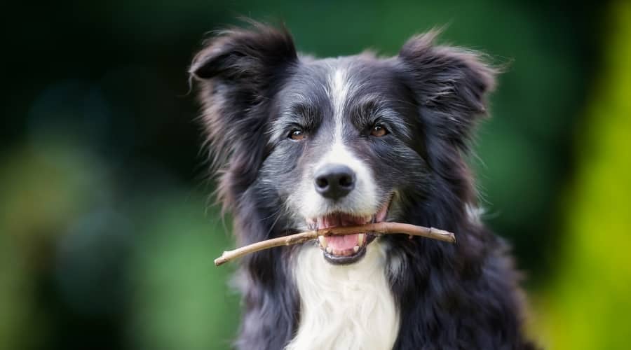 Border Collie with Stick