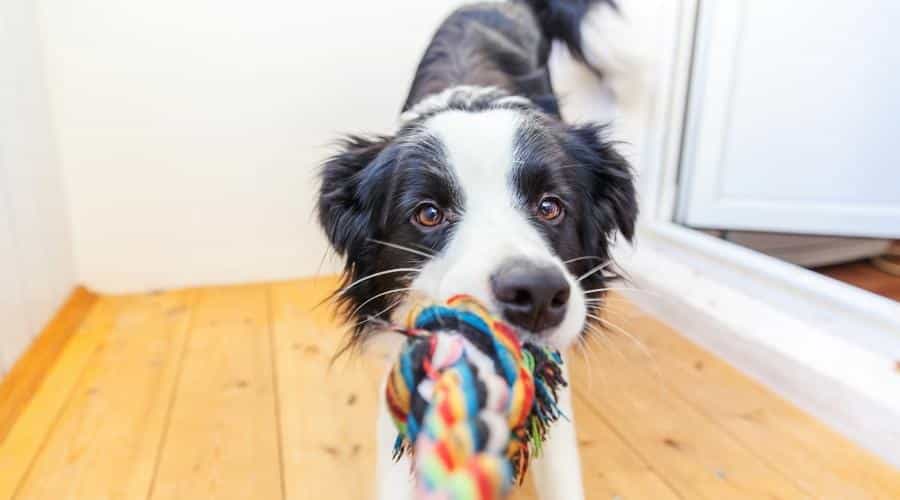 Border Collie with rainbow rope toy