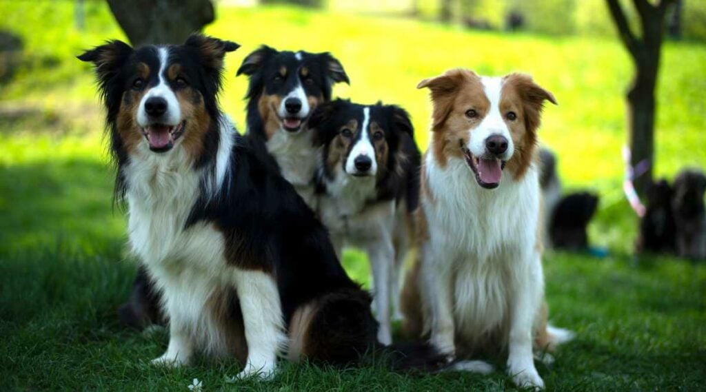 Border Collies of various colors sitting outside