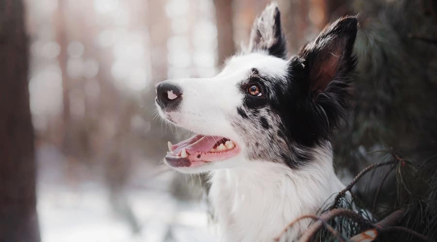 Border Husky