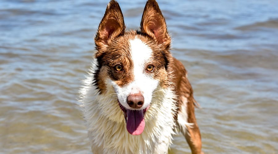 Border Kelpie