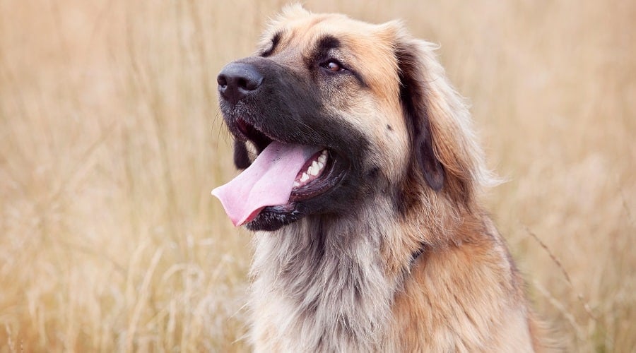 Border Mastiff