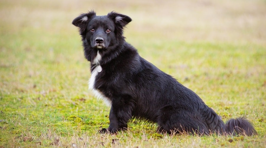 Border Newfie