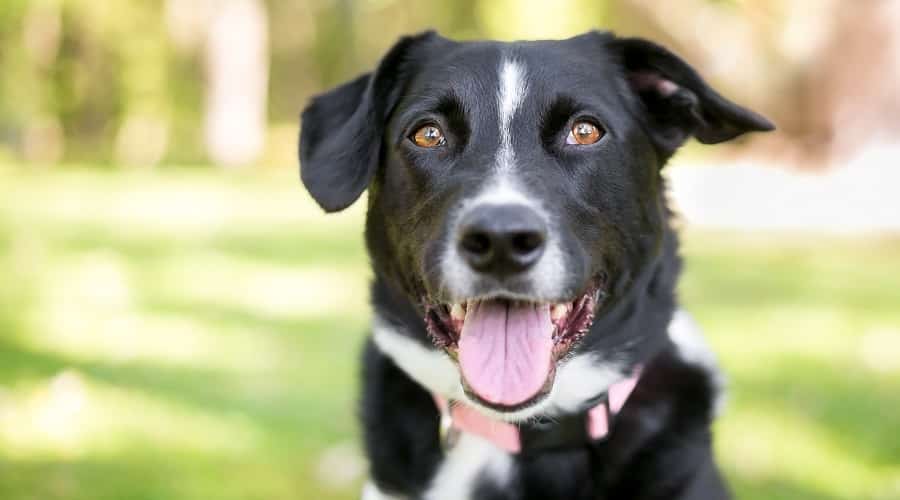 Border Pit Family Pet