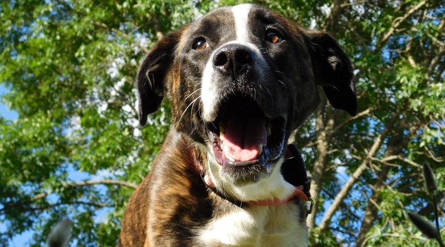 Border Pit at Rescue