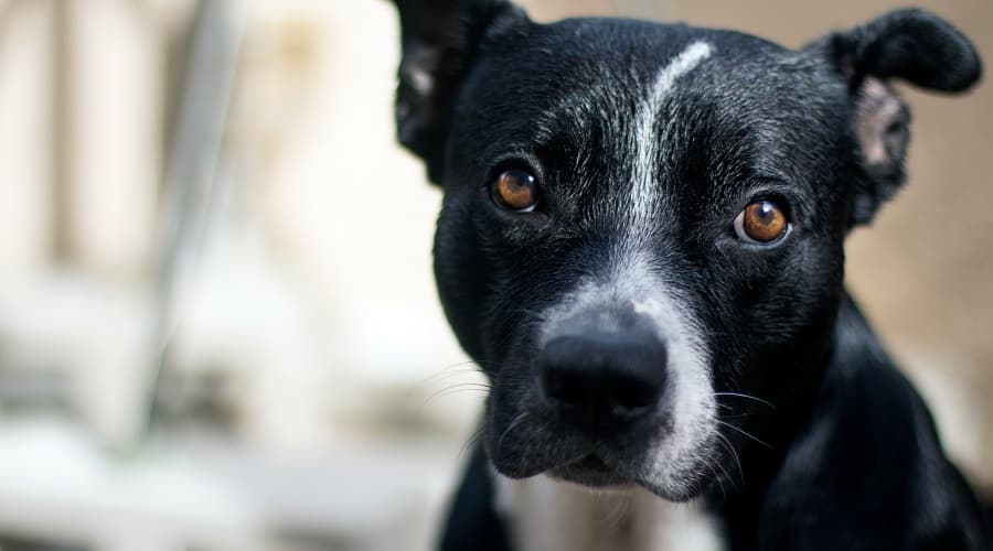 Border Pitbull Mix