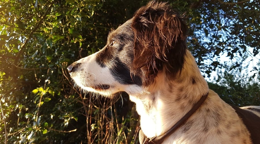 Border Springer